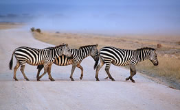 Amboseli Zebras